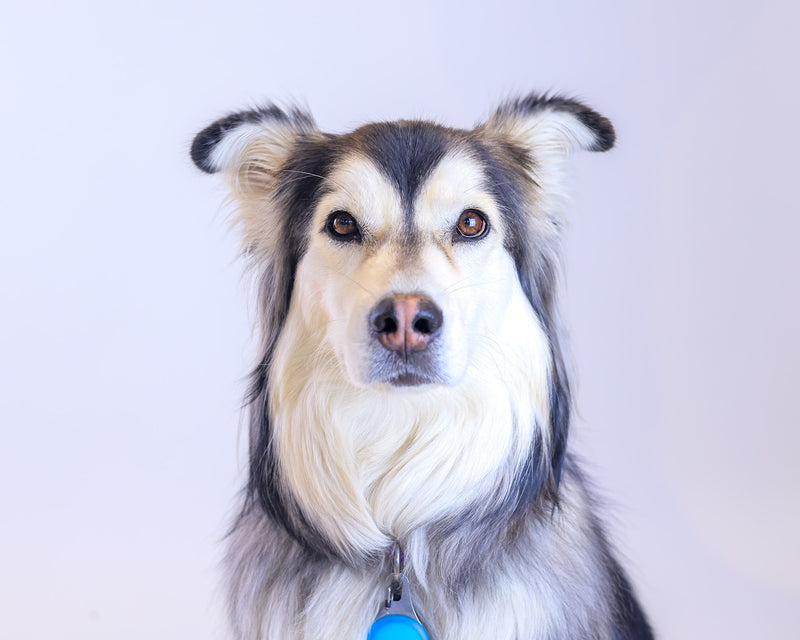 Lifestyle pet portrait with owner interaction.
