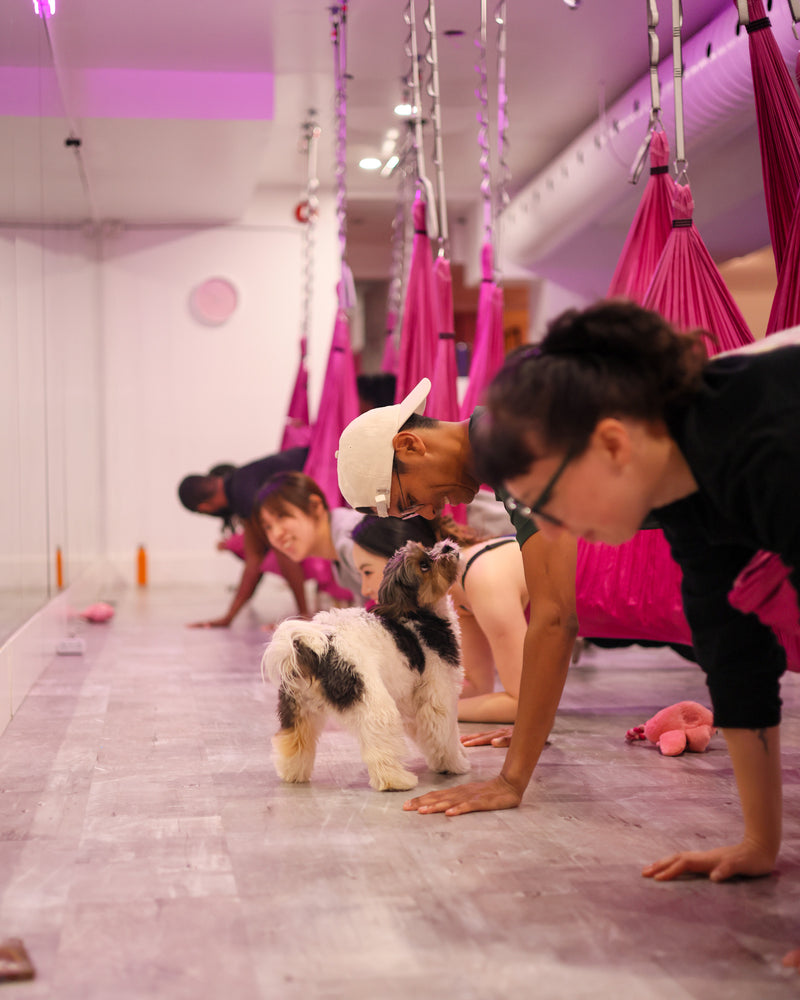 On-site brand activation photography capturing a puppy yoga event in Toronto with participants interacting with small dogs during a live experiential event.