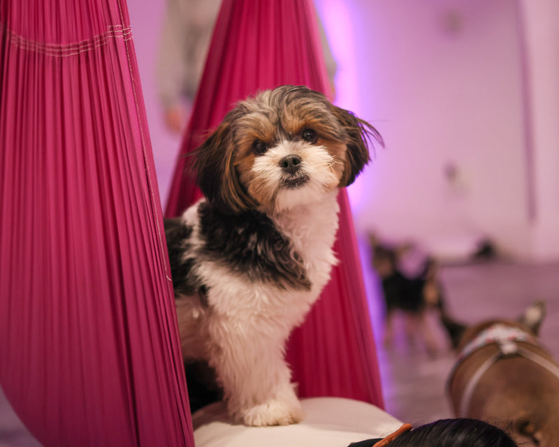 Puppy yoga brand activation captured during community event.
