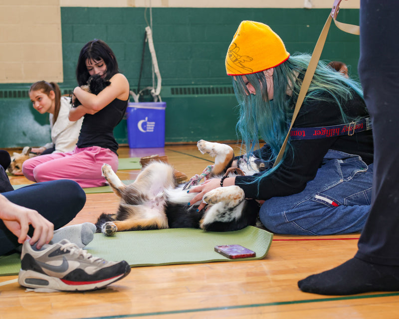 On-site puppy yoga photography highlighting brand presence and guest participation.