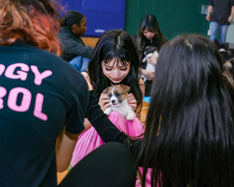 On-site corporate puppy yoga experience captured by Memoirs Photography during a Toronto brand activation event.