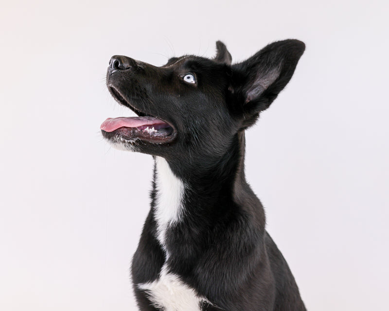 Professional dog portrait against clean studio background.
