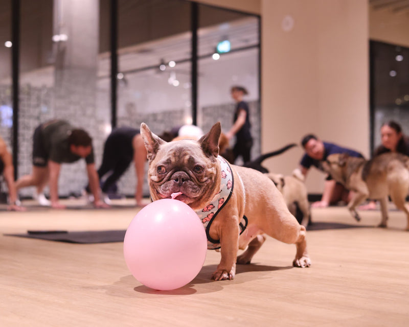 Experiential marketing event in Toronto showcasing a puppy yoga activation with guests practicing yoga alongside small dogs.
