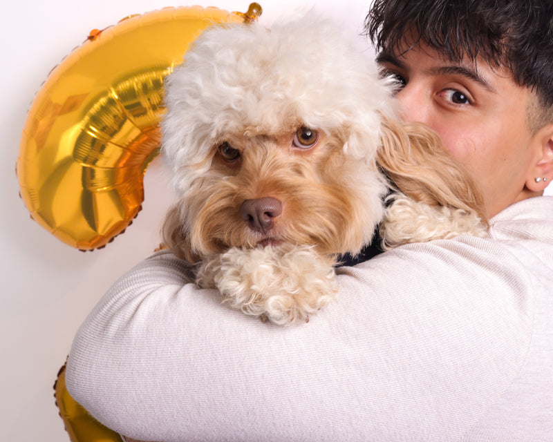 Toronto pet photography session featuring a man holding his fluffy dog in studio with a gold balloon for a birthday celebration.