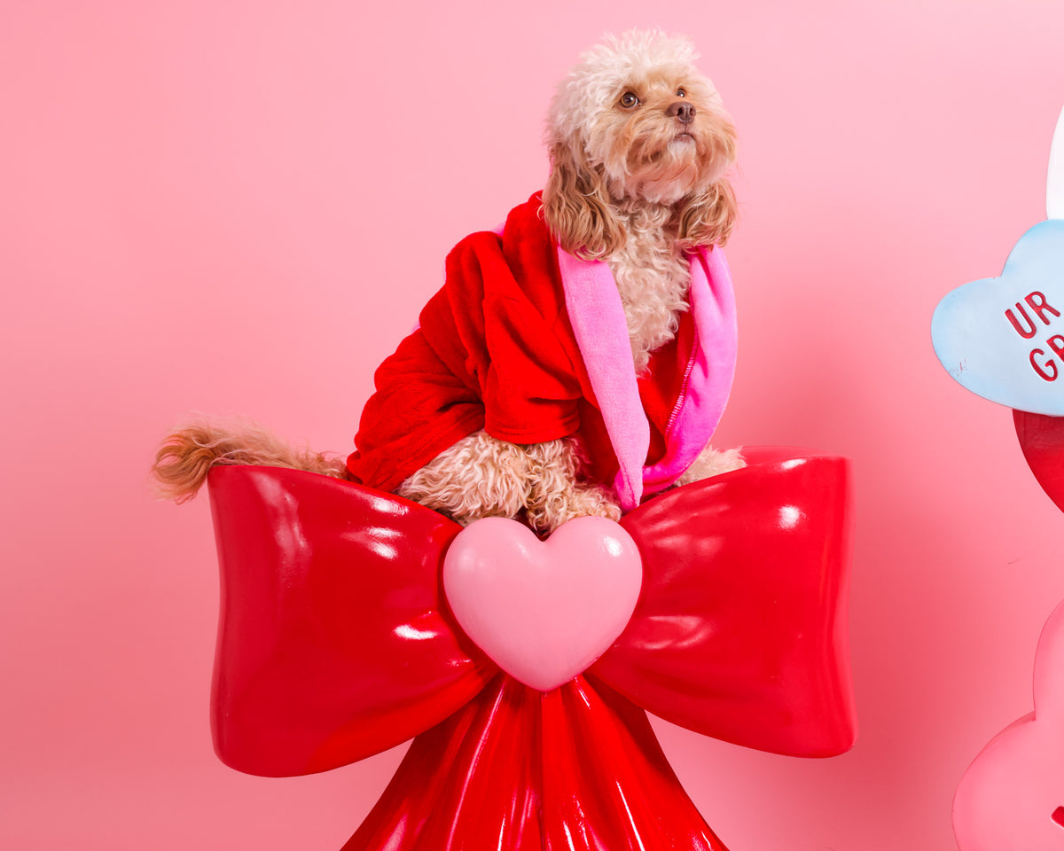 Seasonal pet photography session with styled set design.
